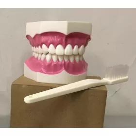 Study model with brush