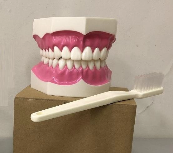 Demonstrācijas zobu modelis ar suku